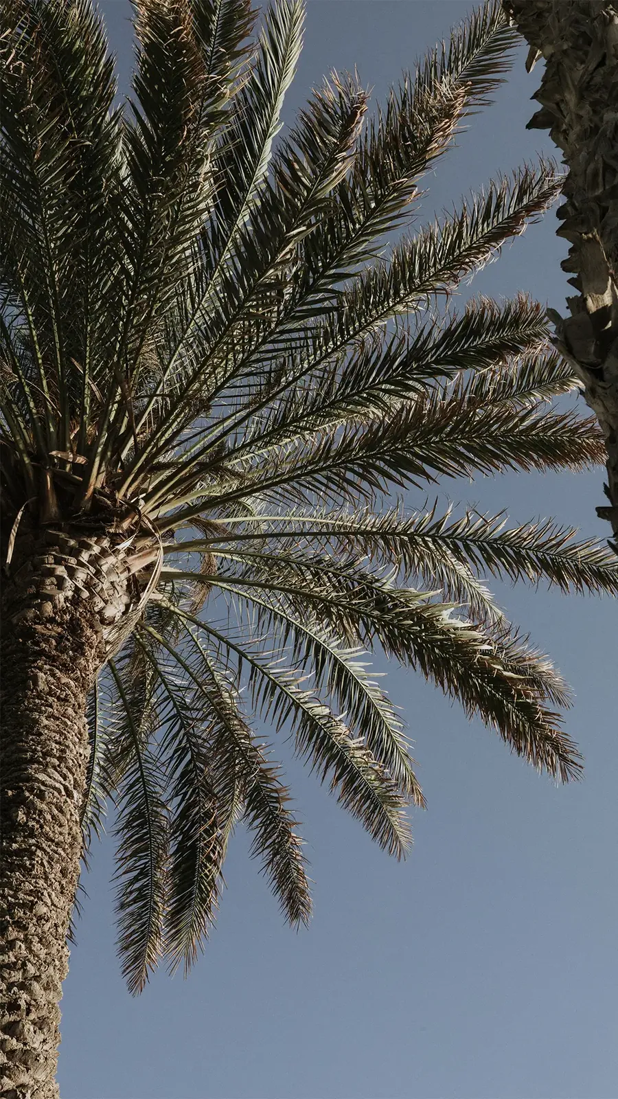 Palm tree tropical aesthetic photography Rois Lappas